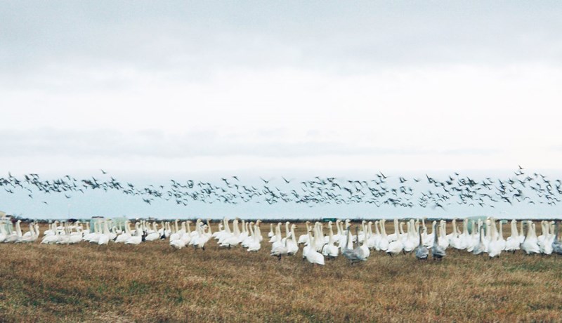 Tilkynnt um tjón á um 2.500 hektara lands vegna ágangs álfta og gæsa