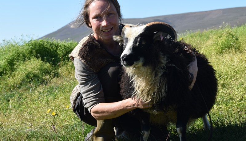 Segir stutt í að hægt sé að rækta upp ónæmt sauðfé