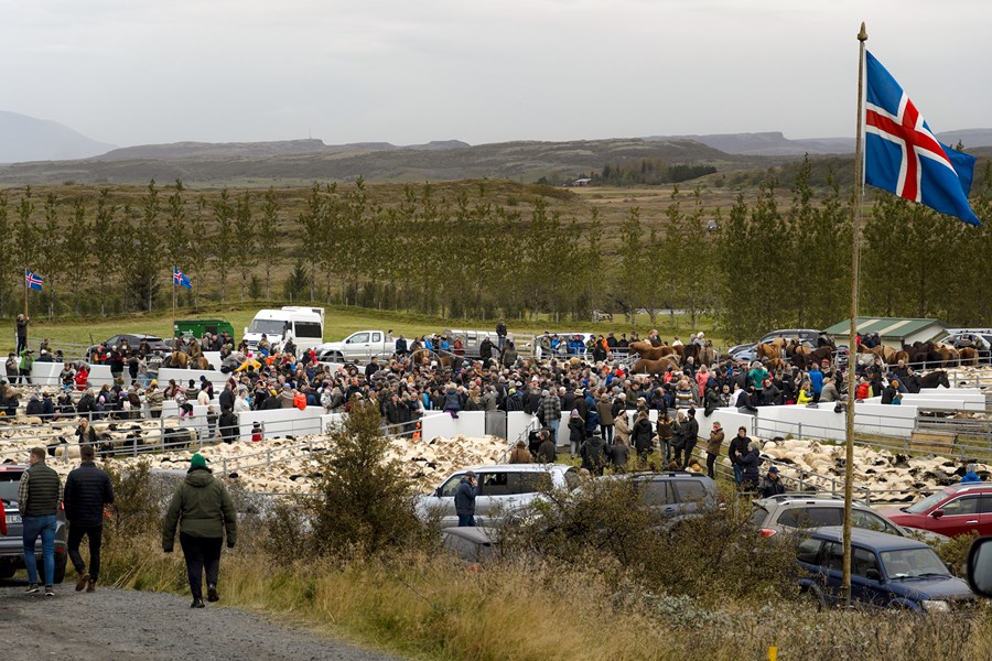 Frá Tungnaréttum, þar sem réttað var laugardaginn 14. september.