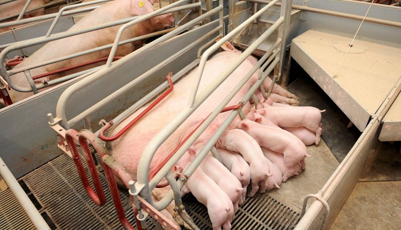 Engir alvarlegir sjúkdómar komu upp í fyrra hjá svínabændum