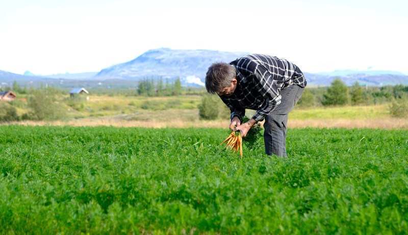 Uppskeruhorfur góðar fyrir rótargrænmeti