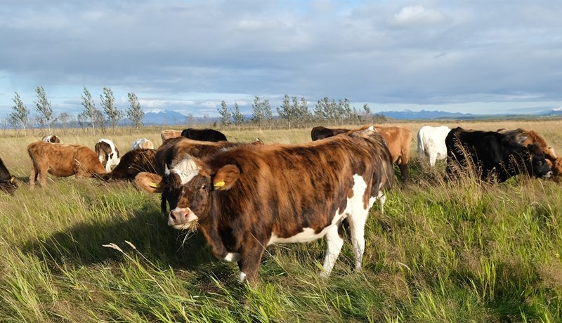 Hækkun á afurðaverði
