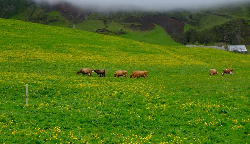 Umsagnirnar um innflutningsfrumvarp landbúnaðarráðherra aðgengilegar