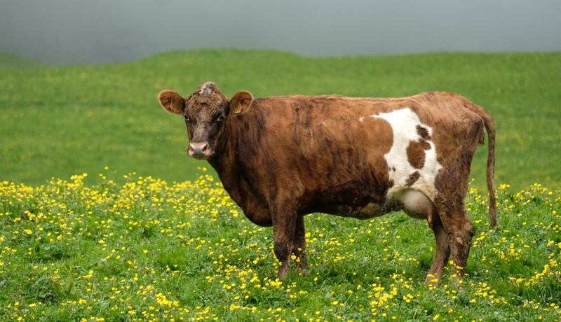 Hækkun á afurðaverði