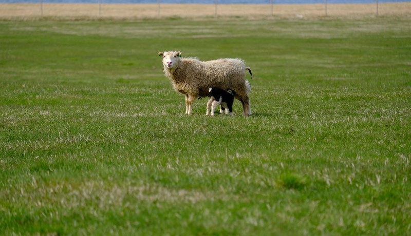 Fleiri lömb til nytja – Reynslubanki sauðfjárbænda