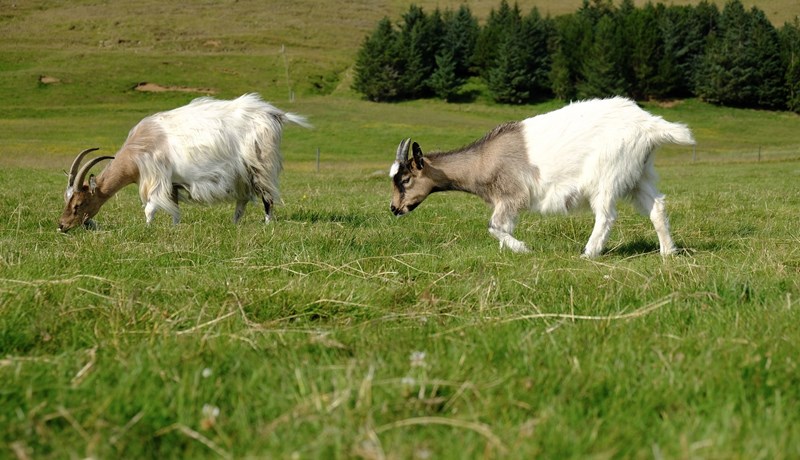 Þrjár verndandi arfgerðir í geitfé