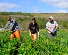 Umsóknum fækkaði um jarðræktarstyrki í garðyrkju