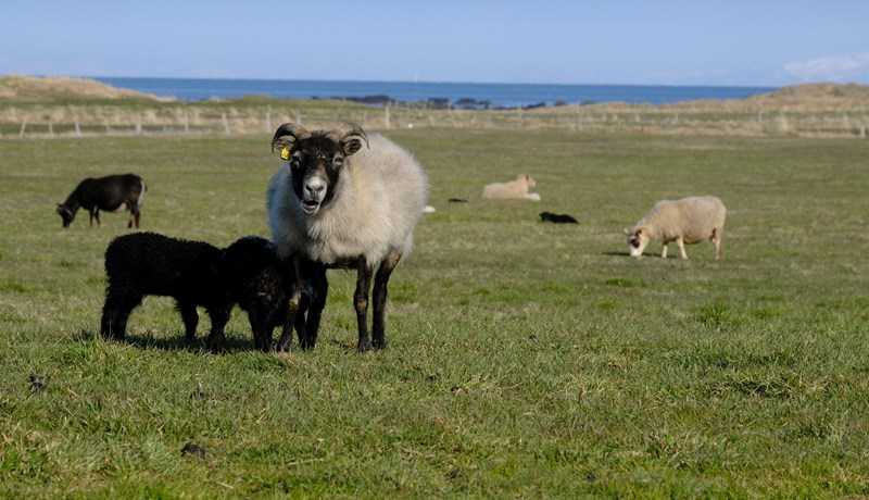 Úreltar riðuvarnir