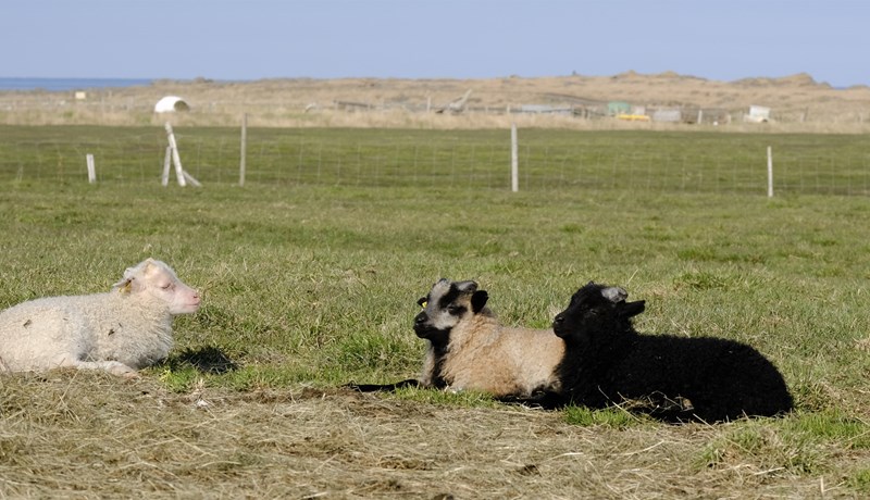 Fundið fé – aukin verðmæti út úr sauðfjárræktinni