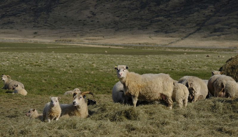 Bætt afkoma sauðfjárbænda felst meðal annars hagræðingu á afurðastöðvastigi