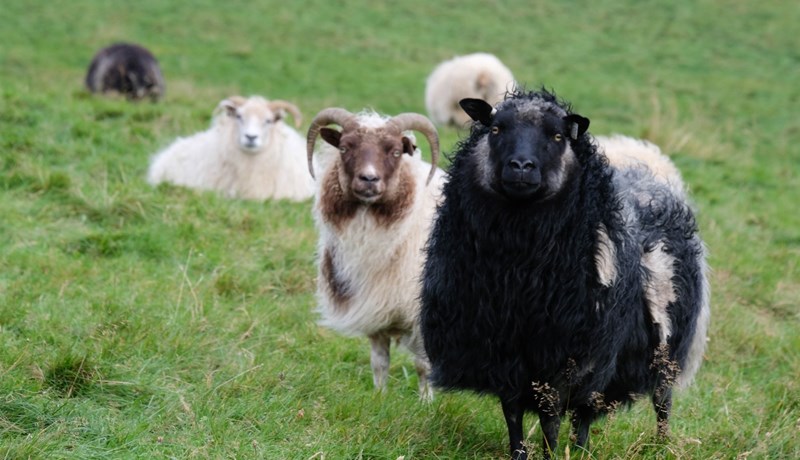 Lög og reglur um útrýmingu á sauðfjárriðu