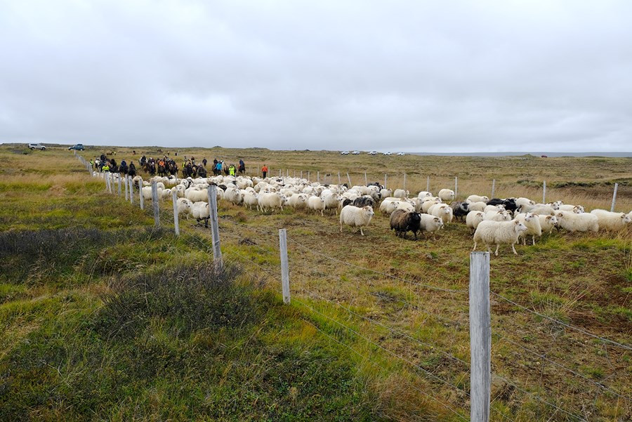 Útlit er fyrir að margir bændur muni nánast eingöngu setja á gimbrar í vetur sem bera einhverja vernd.