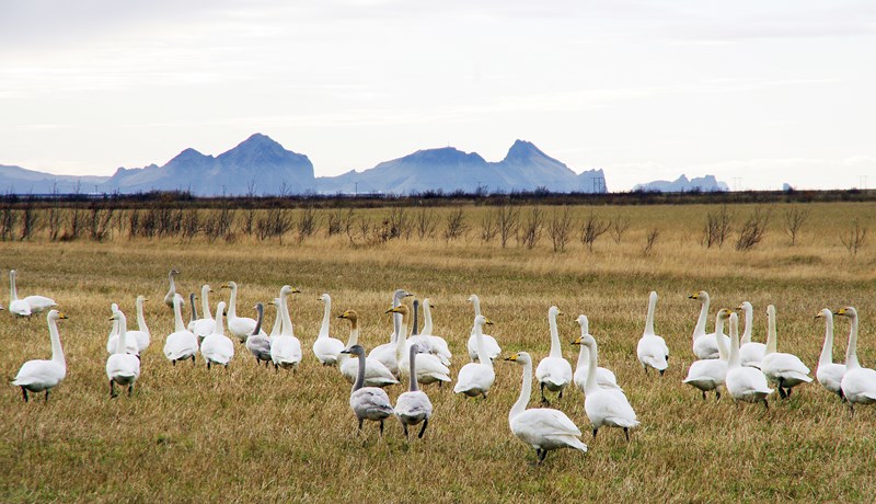 Bændum greiddar bætur vegna ágangs álfta og gæsa
