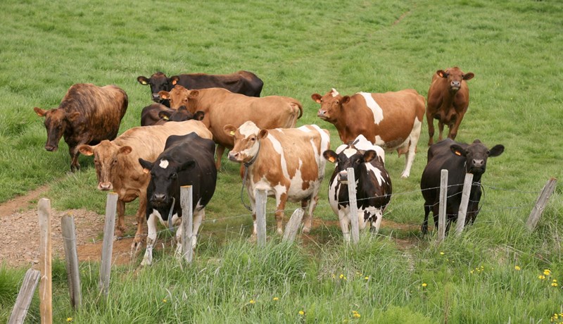 Félag eyfirskra kúbænda gagnrýnir harðlega framgöngu landbúnaðarráðherra