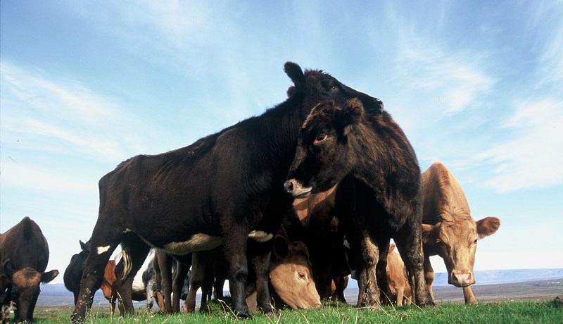 Íslensk nautgriprækt verði kolefnisjöfnuð á tíu árum