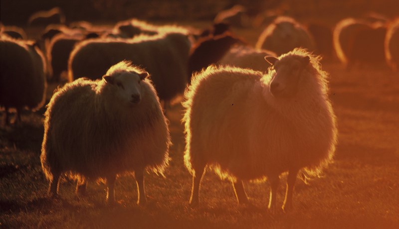 Styrkurinn er í samvinnunni