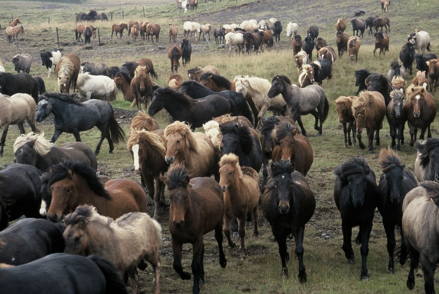 Landsmót hestamanna 2026 verður haldið á Hólum í Hjaltadal