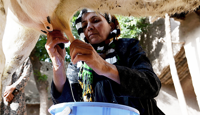Mjólkurframleiðsla heimsins er stöðugt að aukast