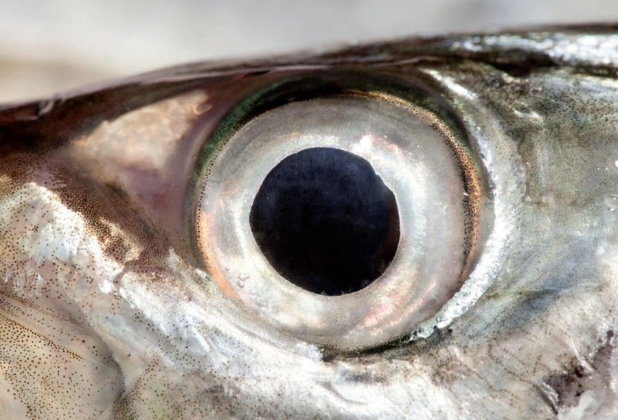 Gríðarmikill áhugi hefur verið á notkun hliðarafurða sjávarfangs í líftækni. Mögulega gætu augun komið sterk inn ef vinnsla og markaður nær að stilla saman strengi og þolinmótt fjármagn fæst til áframhaldandi rannsókna.