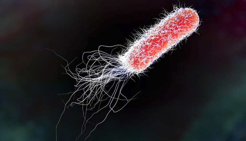 Afbrigði shigatoxín myndandi E. coli hluti af náttúrlegri örveruflóru íslenskra nautgripa og sauðfjár