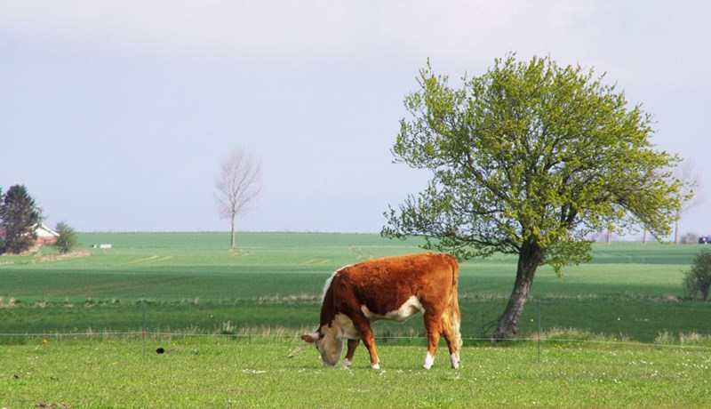 Mjólkurframleiðsla Norðurlandanna jókst 2015