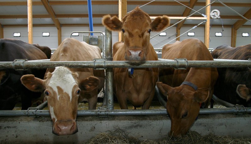 Mikil fækkun mjólkurbúa á heimsvísu
