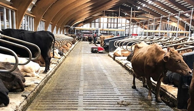 Kýrin Aría í Flatey nythæst síðustu 12 mánuði