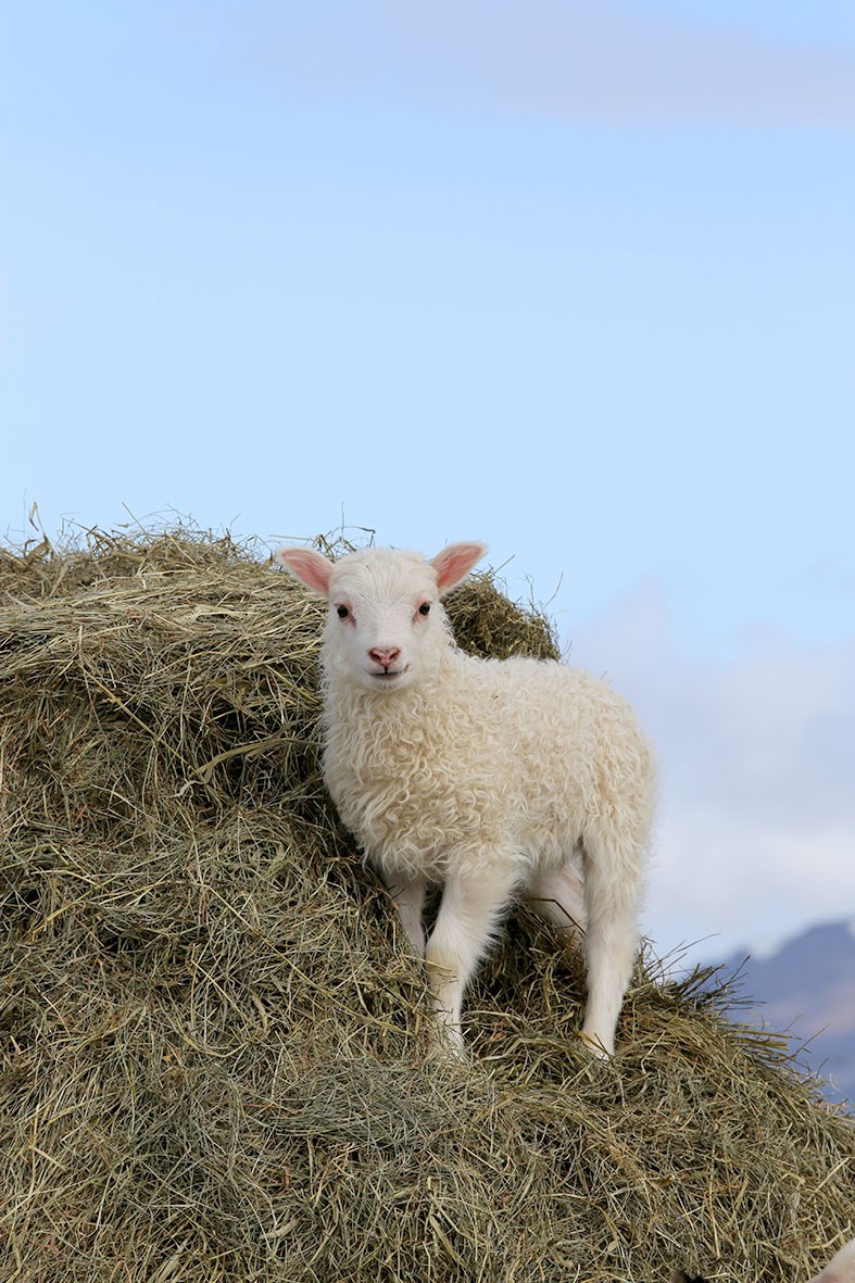 Forsíðumyndin á nýrri Hrútaskrá, fallegt vorlamb á góðviðrisdegi.