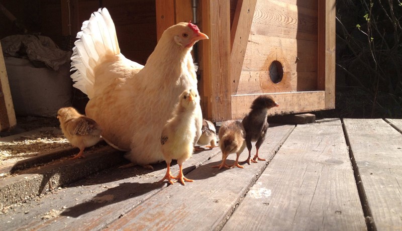 Drífa og Doppa elska fíflablöð