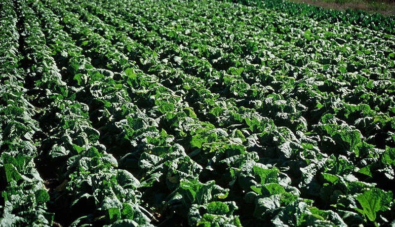 Yfir 70% ekki með gild notendaleyfi til kaupa á „plöntuverndarvörum“