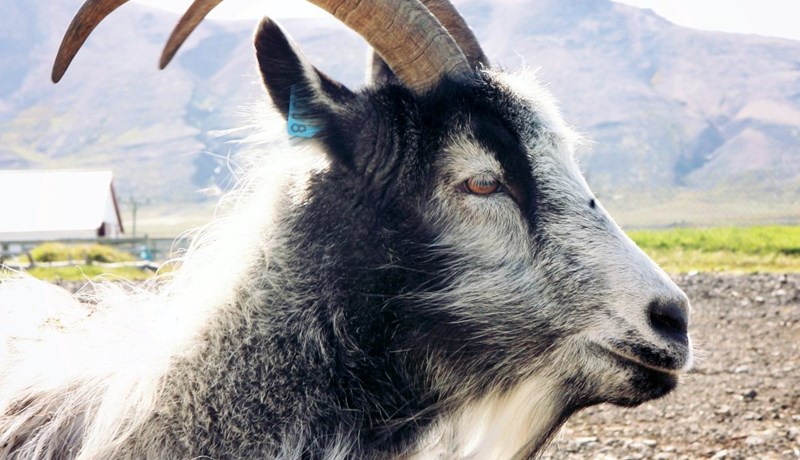 Geitabóndinn Lovísa nýr formaður Beint frá býli