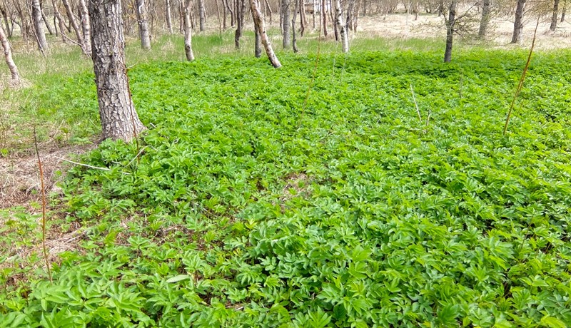 Geitakál – leitt og ljúft