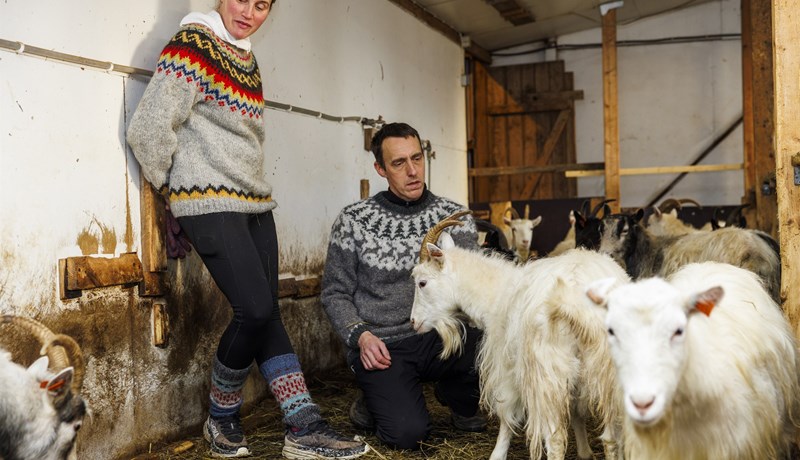 Geitastofninn var nánast horfinn