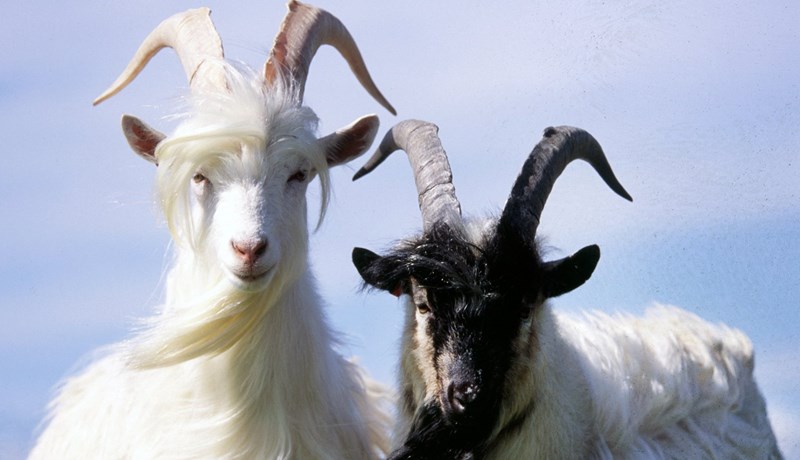 Geitafjárræktarfélag Íslands fær aðild að BÍ