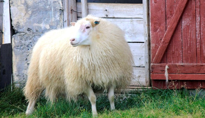 Heimilt að hlífa gripum með verndandi arfgerðir og mögulega verndandi arfgerðir