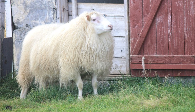 Lóga þarf gripum með verndandi arfgerðir ef riða kemur upp
