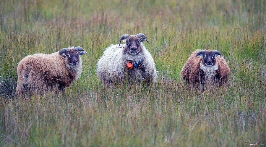 Bætur vegna riðu sem kom upp á fimm bæjum í Skagafirði í haust gætu numið allt að 200 milljónum króna. 