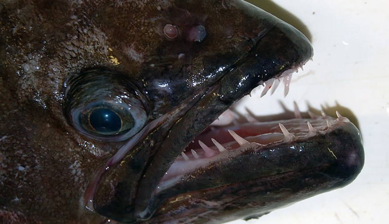 Fiskur sem fáir hafa smakkað