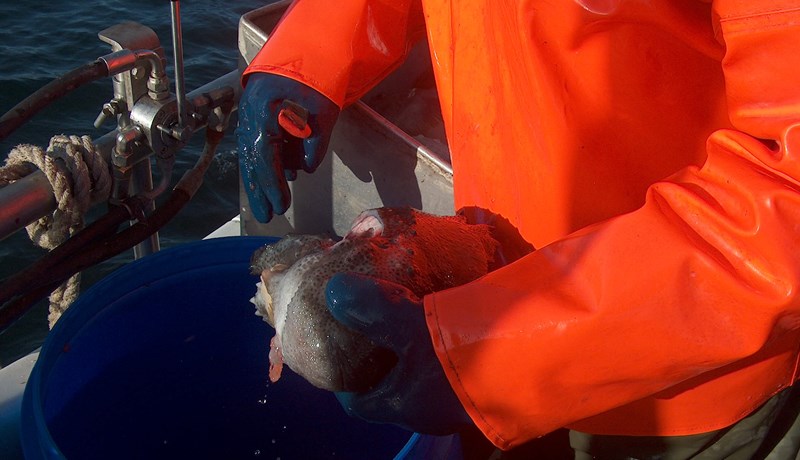 Mögulega skortur á hrognum