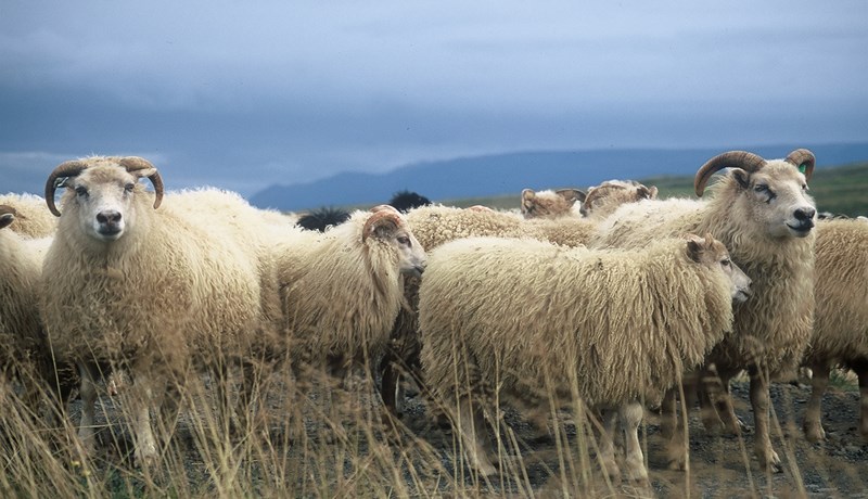 Dómstiginn til umræðu á fagfundi sauðfjárræktarinnar