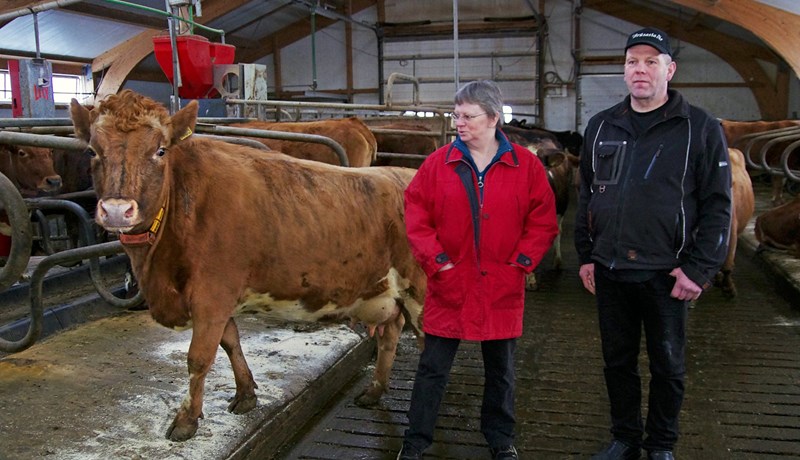 Hver meðalkýr á Brúsastöðum mjólkar 8,8 tonnum á ári