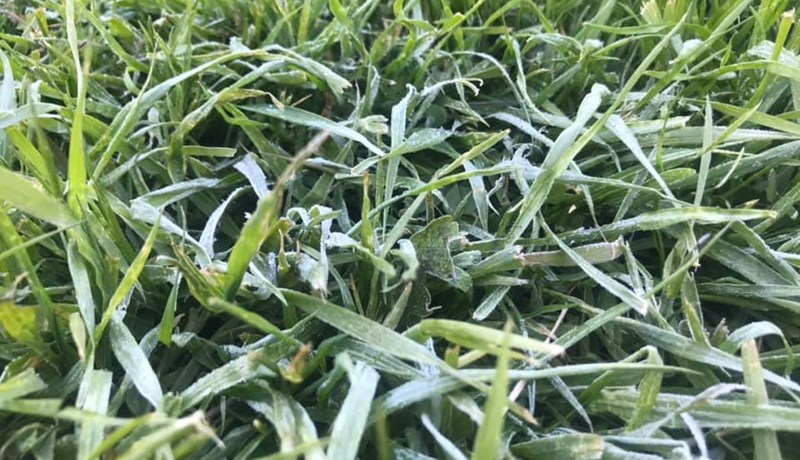 Allur vöxtur í gróðri stöðvaðist