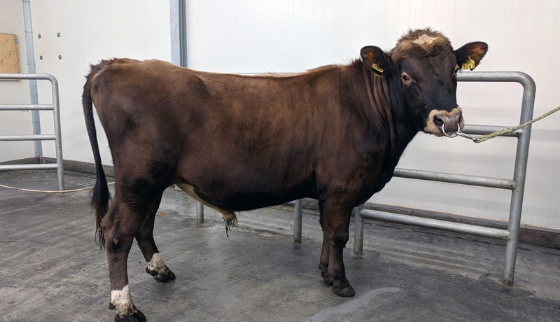 Nautaárgangurinn 2016 er að verða einn sá allra öflugasti