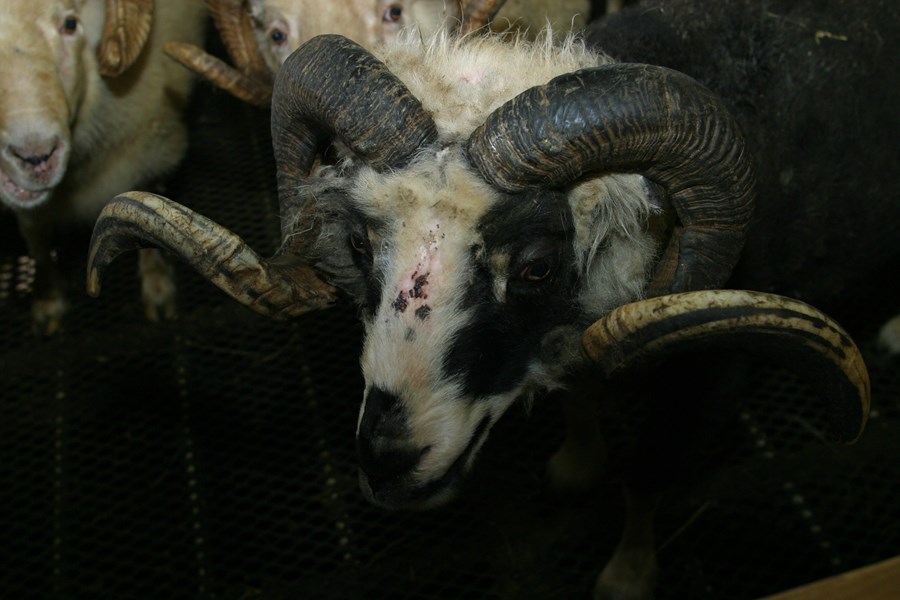 Vinnsla lambshorna heimiluð með skilyrðum