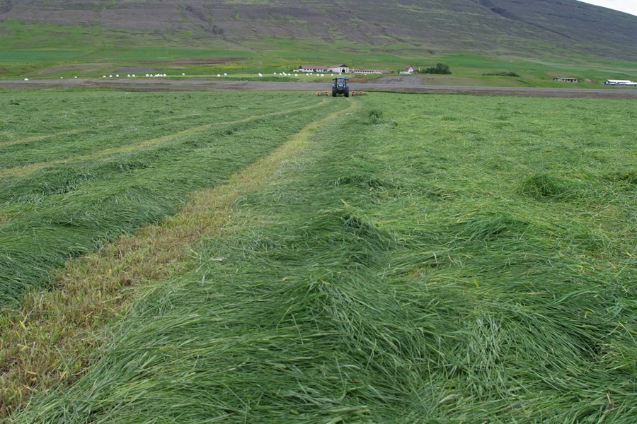 Vænlegast þykir í nánustu framtíð að horfa til notkunar á verkuðu heyi til nýtingar á graspróteini hér á landi, fremur en vinnslu og einangrun á sjálfu próteininu.