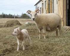 Sækja áhrif til Suður-Evrópu