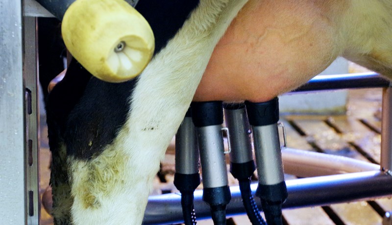 Hárri frumutölu fylgir bæði lægri nyt og slök fóðurnýting