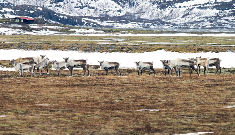 Úthlutun styrkja úr Veiðikortasjóði 2015