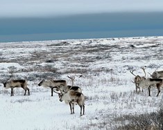 Mest af kvótanum veiddist en dýrin leita norðar