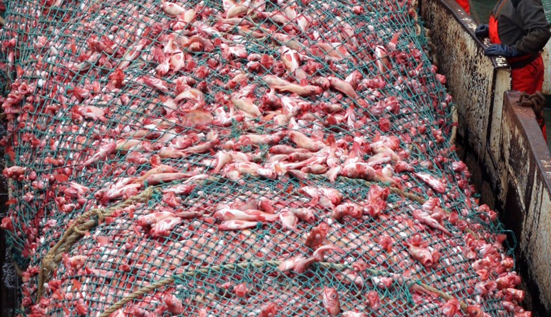 Rauðagull úr greipum Ægis